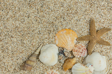 beach scene background with starfish and assorted seashells on sand