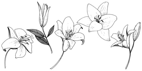 Vector Lily floral botanical flower. Black and white engraved ink art. Isolated lilies illustration element.