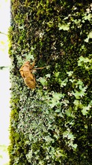 Cicada shell