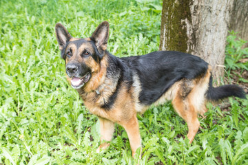 Naklejka na ściany i meble Dog German Shepherd in a forest in a summer