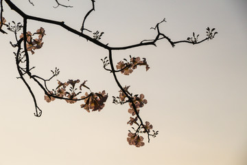 Selective focus beautiful Tabebuia Rosea flower blooming in spring season.Also called Pink Poui,Pink Tecoma and Rosy Trumpet tree.Close up blooming sweet flower.
