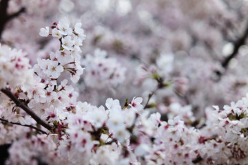 桜 SAKURA