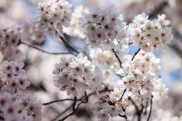 桜 SAKURA
