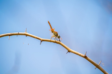 the draganfly on the straggular 