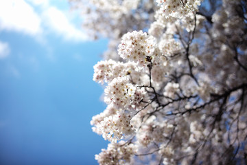 桜 SAKURA