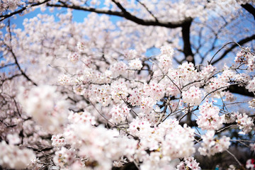 桜 SAKURA