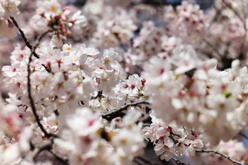 桜 SAKURA