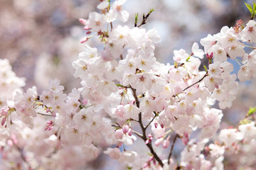 桜 SAKURA