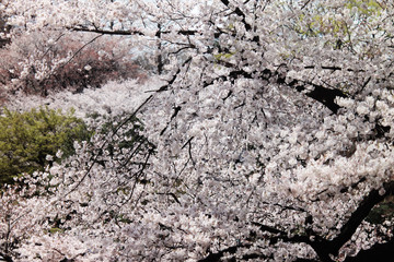 桜 SAKURA