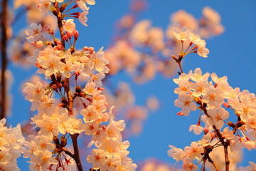 桜 SAKURA