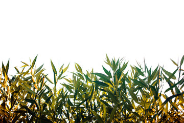 Fresh and green leaves of willow, nature background.