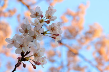 桜 SAKURA