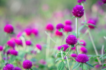 Selective focus beautiful Gomphrena globosa flower blooming in spring season.Also called Globe Amaranth,Makhmali and Vadamalli.Purple flower in the garden.