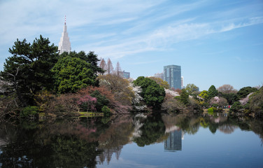 Fototapeta na wymiar 桜 SAKURA