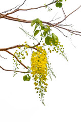 blooming of Golden shower or Cassia fistula flower isolated on white background