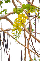 blooming of Golden shower or Cassia fistula flower isolated on white background
