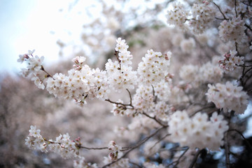 Obraz premium 桜 SAKURA