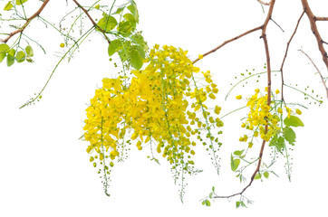 blooming of Golden shower or Cassia fistula flower isolated on white background