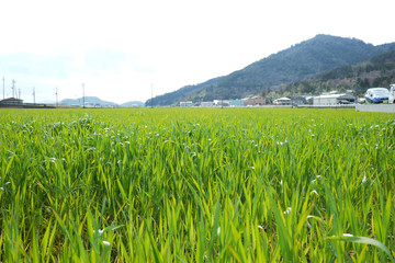 春の風に揺れる緑の麦畑
