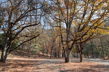 A grove of trees in late autumn