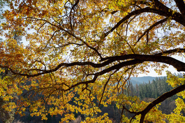 Backlit autumn leaves