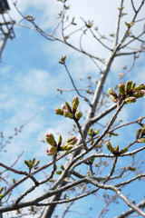 春の晴天と三分咲きの桜の蕾