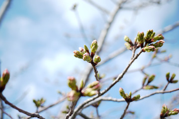 春の晴天と三分咲きの桜の蕾