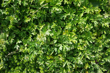 緑の野生草テクスチャ