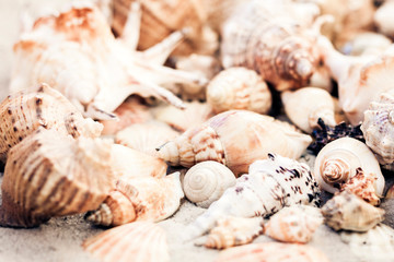 Obraz na płótnie Canvas Seashells on the sand, summer beach background, travel concept with copy space for text.