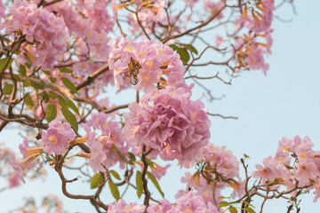Selective focus beautiful Tabebuia Rosea flower blooming in a garden.Also called Pink Poui,Pink Tecoma and Rosy Trumpet tree.Close up blooming sweet flower.