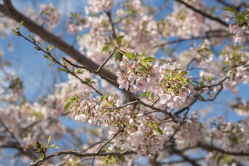 Cherry Blossoms in Bloom