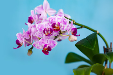 Plakat Beautiful pink orchid closeup.