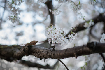 White Cherry Blossom in Bloom