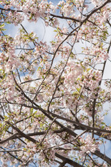 Cherry Blossoms in Bloom
