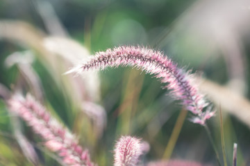 Close up grass flower in nature background.Grass flower in the morning.