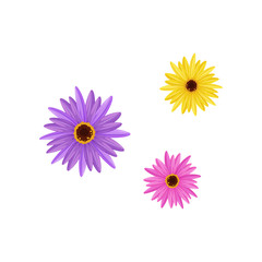 Colored flowers on white background. Vector flat illustration.