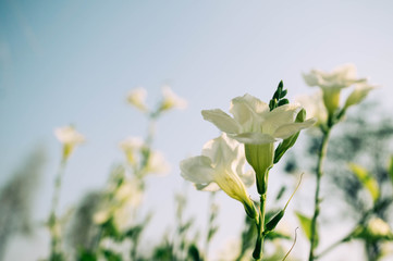 White flowers  in the garden with blur background