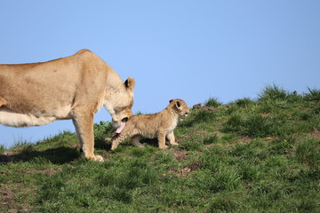 Lioness with cub 