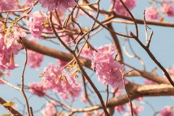 Selective focs beautiful Tabebuia Rosea flower blooming in spring season.Also called Pink Poui,Pink Tecoma and Rosy Trumpet tree.Close up blooming sweet flower.