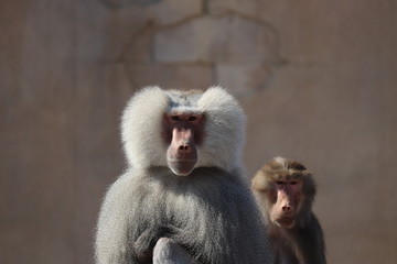 two baboons