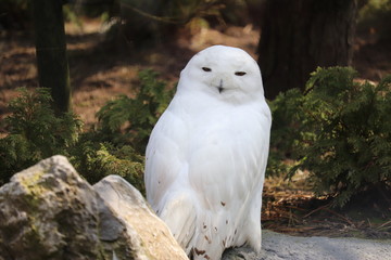 snow owl