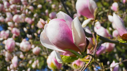 Obraz premium Magnolia blossom tree. Beautiful magnolia flowers against blue sky background close up.
