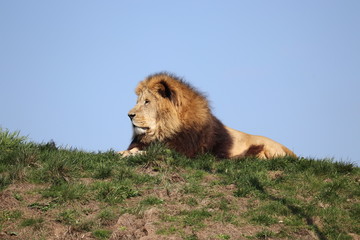 Lion resting