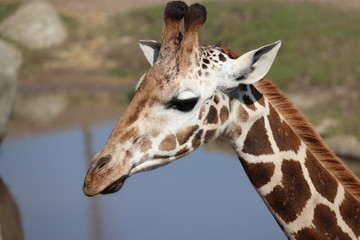 portrait of giraffe