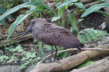 Tropical bird 