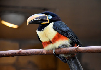 Bird © Hubert