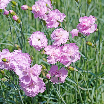 Bl&uuml;hende Nelken, Dianthus