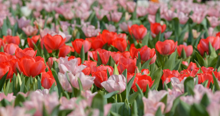 Fototapeta premium Tulips flowers growing at field