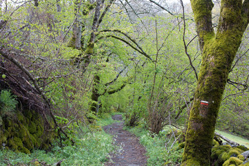 森の中の巡礼道1