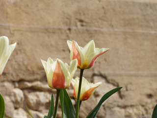 Obraz premium La tulipe botanique Kaufmanniana Glück de couleur jaune flammé carmin